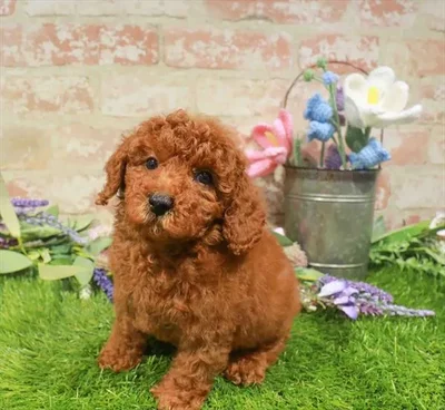 Male Poodle puppy named Enrique for sale at Waggles Port Charlotte.
