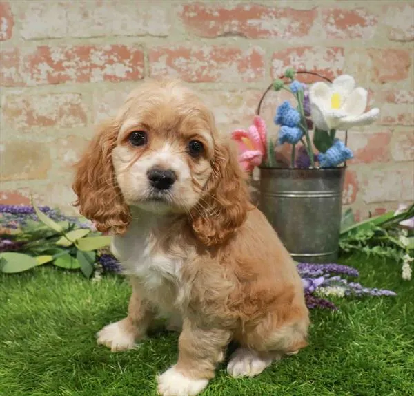 Female Cocker Spaniel puppy named Carmen for sale at Waggles Port Charlotte.