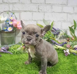 Male French Bulldog puppy named Bobby for sale at Waggles Port Charlotte.