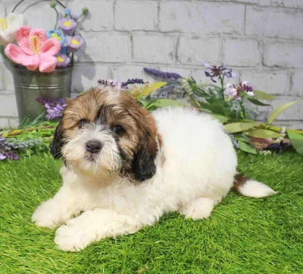 Female Teddy Bear puppy named Susie for sale at Waggles Port Charlotte.