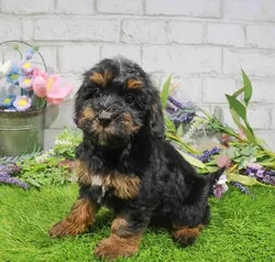 Female Havapoo puppy named Dana for sale at Waggles Port Charlotte.