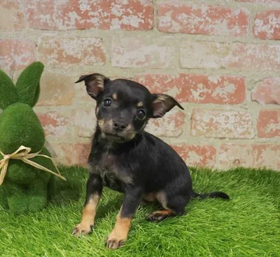 Male Chihuahua puppy named Jose for sale at Waggles Port Charlotte.