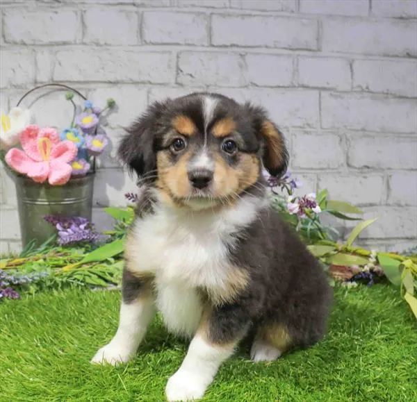 Female Mini Aussie puppy named Paula for sale at Waggles Port Charlotte.