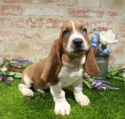 Male Basset Hound puppy named Norman for sale at Waggles Port Charlotte.