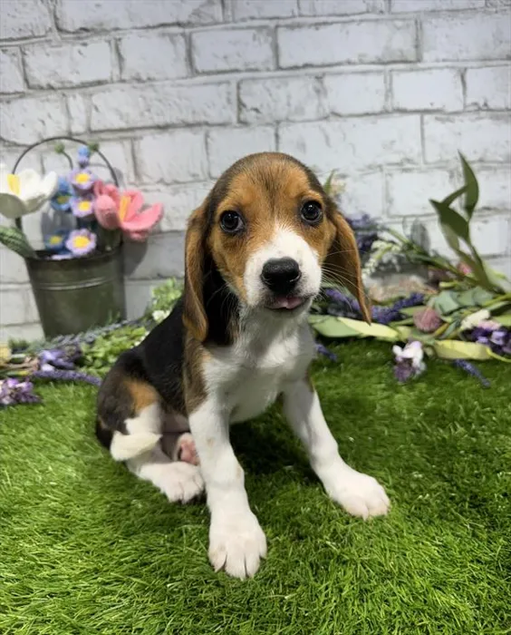 Female Beagle puppy named Wendy for sale at Waggles Port Charlotte.