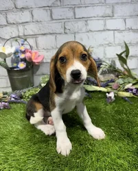 Female Beagle puppy named Wendy for sale at Waggles Port Charlotte.