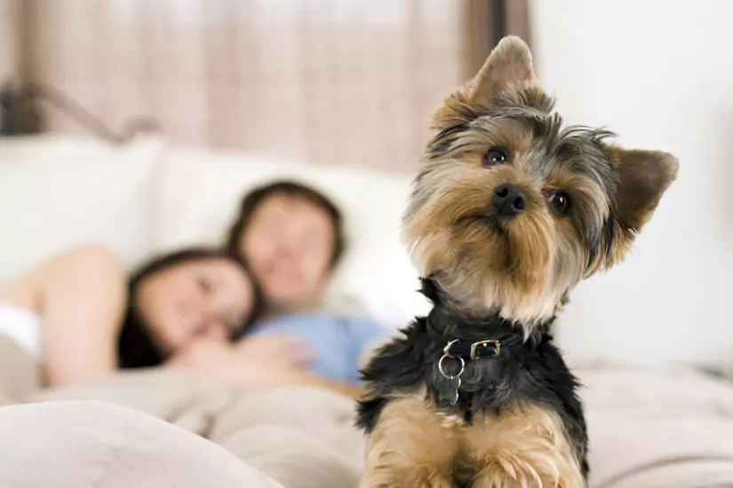A well-cared-for puppy resting at home, reflecting Waggles health and safety standards
