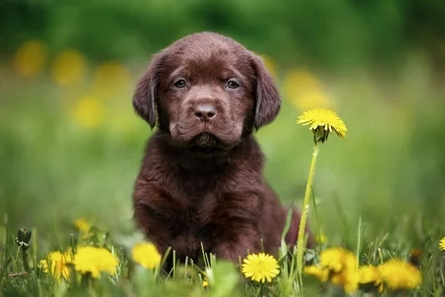 Best Puppy Breeds: 5 Top Dog Breeds for Your Household