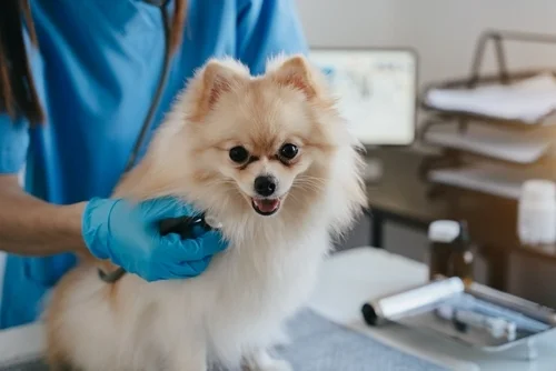 Finding the Best Vet for Your Puppy