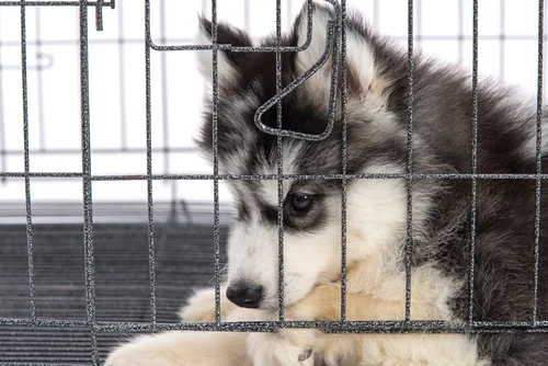 Puppy Prep 101: What You Need to Be Fully Prepared