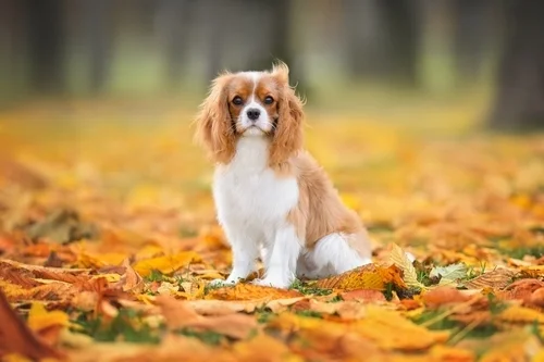 A Puppy-Friendly Thanksgiving: Tips for a Happy Holiday