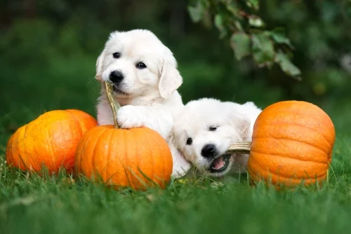 Pup-Safe Thanksgiving: Delicious Treats Your Dog Can Enjoy