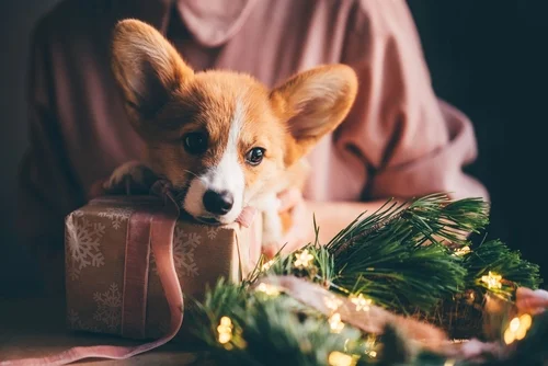 Deck the Halls with Puppy Love: A Guide to the Holidays