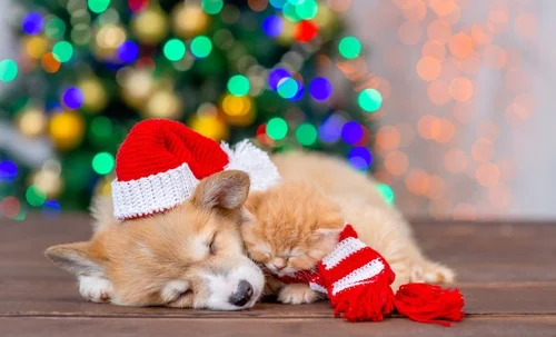 Walking in a Winter Wonderland with Your New Puppy