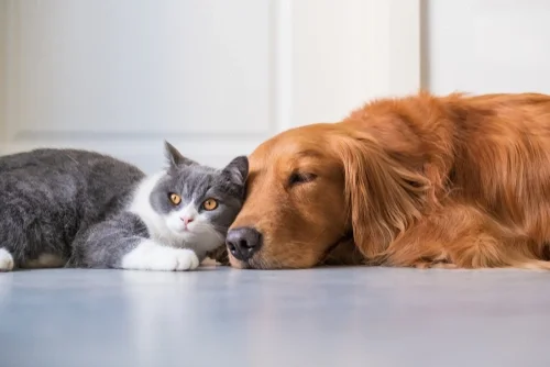New Year, New Pack: Helping Your Puppy Bond with Other Pets