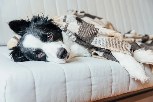 Winter Wonders: Helping Your Puppy Thrive in the New Year