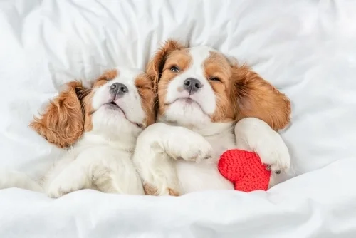The Ultimate Valentine’s Day Guide for Puppy Parents