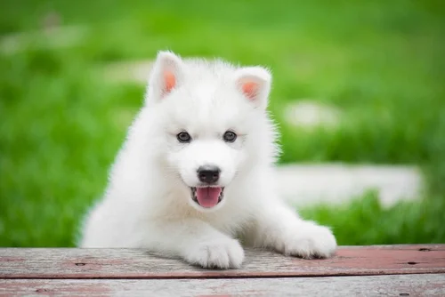 Keeping Your Puppy Happy This Spring: Essential April Care Tips