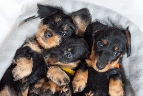 Choosing the Right Puppy: Finding Your Perfect Match