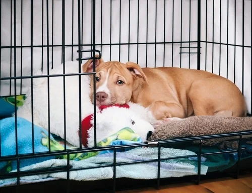 Crate Training for Puppies: Tips to Build Routine and Comfort