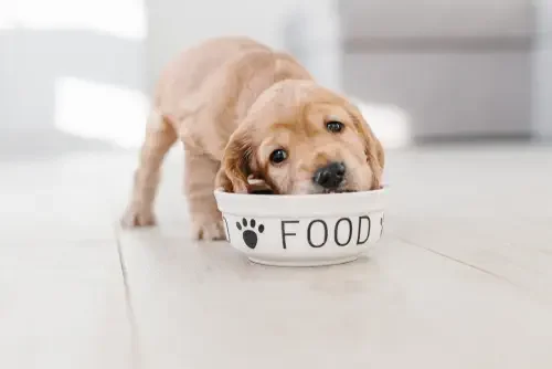 Puppy Kibble 101: What New Owners Need to Know