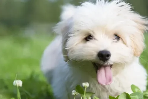 Top Reasons to Add a Puppy to Your Life