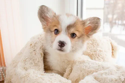 How to Build a Daily Routine for Your Puppy