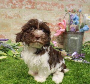 Waggles Havanese puppy available