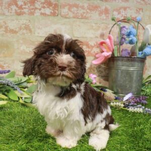 Havanese – 1627