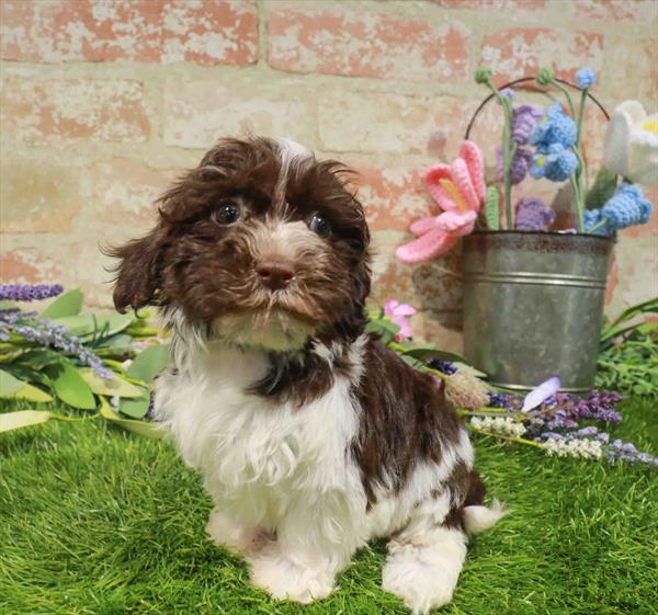 Rita, Havanese, Image 1