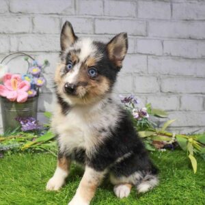 Pomsky 2nd Gen – 1642