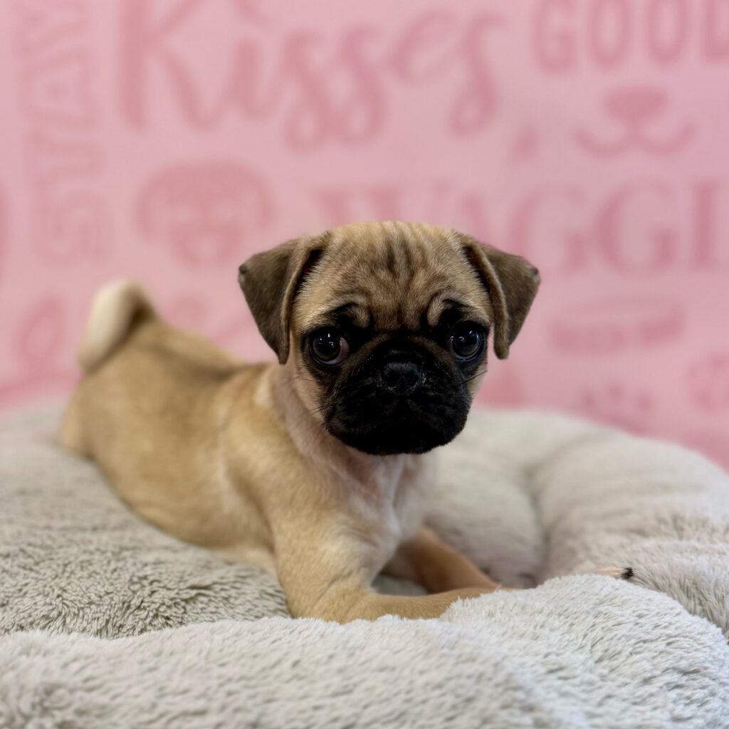 Tammi, Pug, Image 1