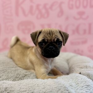 Pug – 1629