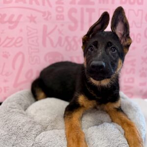 German Shepherd – 1626