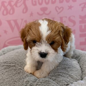 Cavachon – 1635