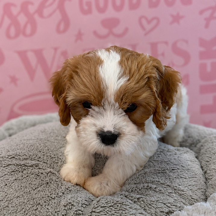 Cavachon - 1635