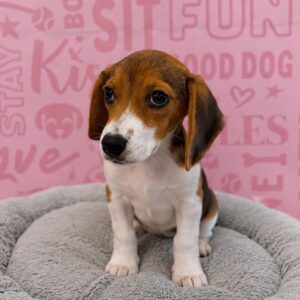 Waggles Beagle puppy available