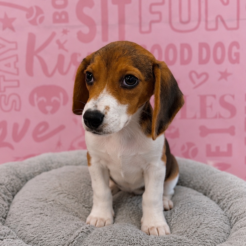 Beagle - 1614