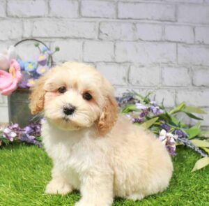 Waggles Cockapoo puppy available