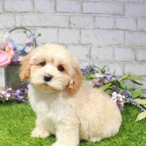 Cockapoo – 1644
