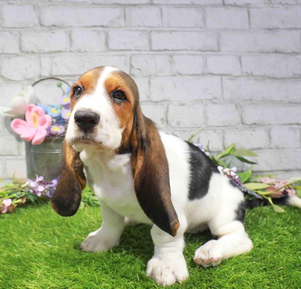 Kimberly, Basset Hound, Image 1