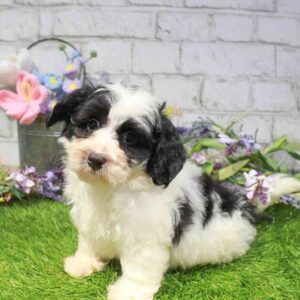 Mini Bernedoodle 2nd Gen – 1647