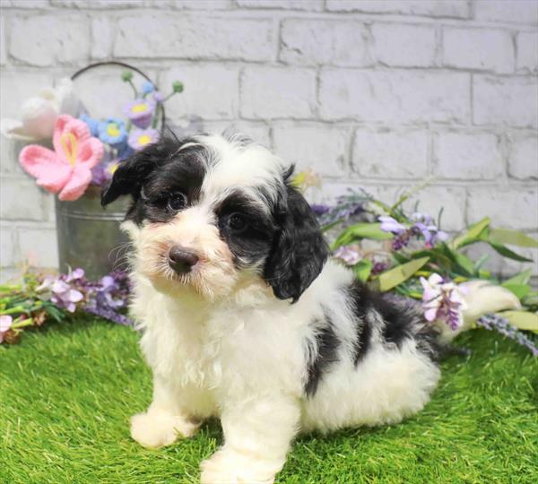 Kurt, Mini Bernedoodle 2nd Gen, Image 1