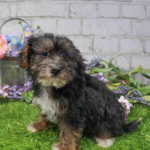 Yorkie-Poo – 1650