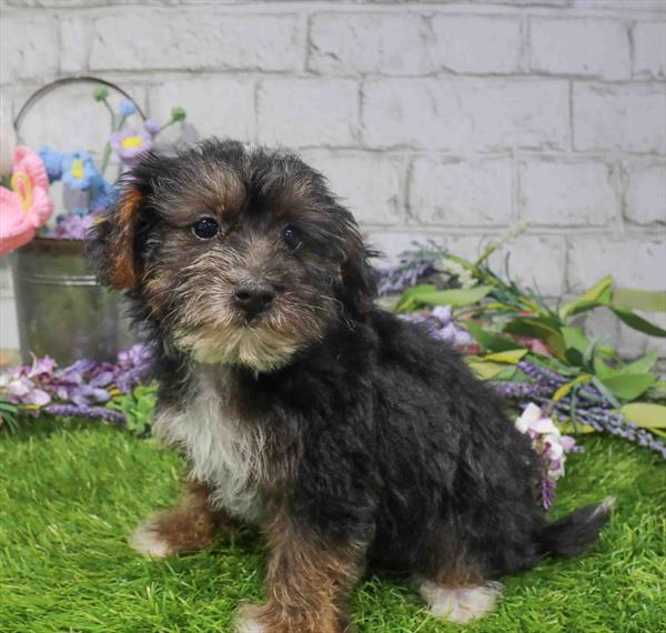 Tiffany, Yorkie-Poo, Image 1
