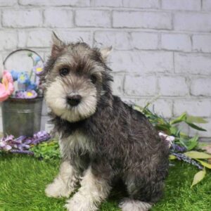 Mini Schnauzer – 1652