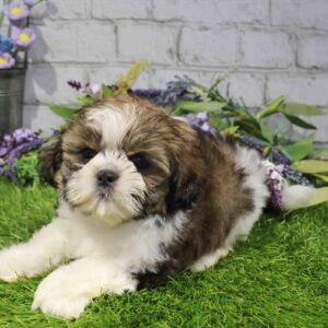 Shih Tzu – 1653