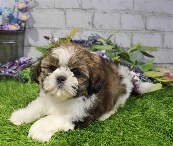 Roy, Shih Tzu, Image 1