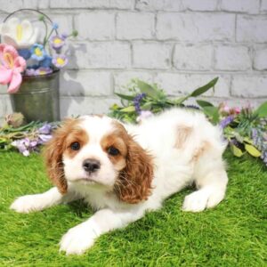 Cavalier King Charles Spaniel - 1655