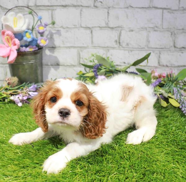 Cavalier King Charles Spaniel - 1655, Cavalier King Charles Spaniel, Image 1
